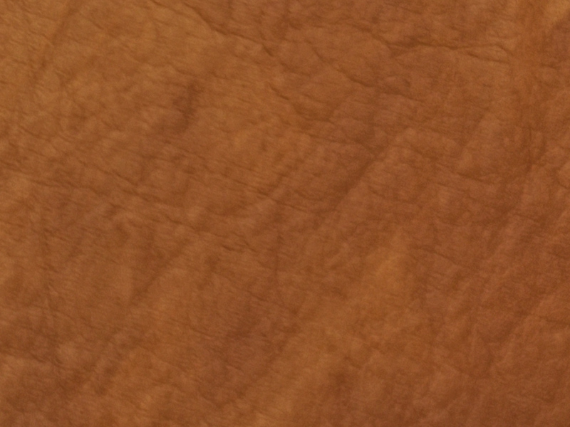 Koženka světle hnědá